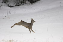 Leaping roe buck by Intensivelight Panorama-Edition