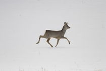 Strutting roe buck by Intensivelight Panorama-Edition