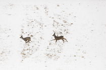 Running roe deer von Intensivelight Panorama-Edition