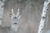 Portrait of a roe buck von Intensivelight Panorama-Edition