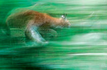 Running lynx von Intensivelight Panorama-Edition