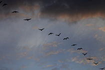 Flying Common Cranes von Intensivelight Panorama-Edition