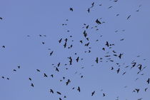 A flock of Jackdaws von Intensivelight Panorama-Edition