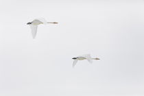 Flying Whooper Swans von Intensivelight Panorama-Edition