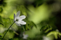 Wood anemone  by Intensivelight Panorama-Edition