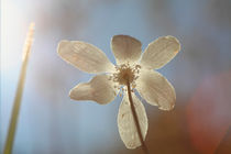 Petals of a Wood anemone illuminated by sunlight by Intensivelight Panorama-Edition