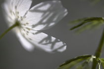 Wood anemone in spring by Intensivelight Panorama-Edition