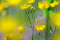 Blooming buttercup flowers by Intensivelight Panorama-Edition