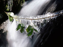 Frozen leaves von Intensivelight Panorama-Edition