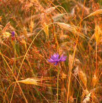 Cornflower in a barley field by Intensivelight Panorama-Edition
