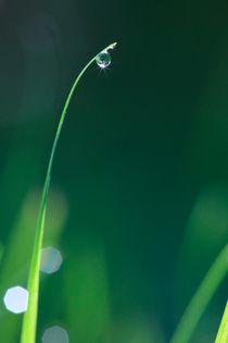 Dew drops on grass von Intensivelight Panorama-Edition