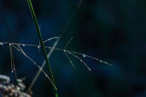Dew drops on a withering grass stalk by Intensivelight Panorama-Edition