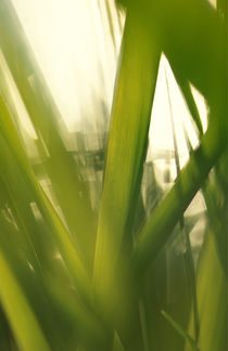 Grass abstract von Intensivelight Panorama-Edition