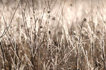 Hoarfrost on grass by Intensivelight Panorama-Edition