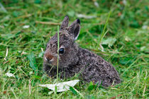 Mountain hare cub by Intensivelight Panorama-Edition