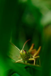 Portrait of a grasshopper von Intensivelight Panorama-Edition