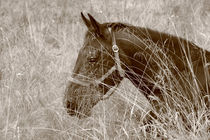 Horse on a meadow von Intensivelight Panorama-Edition