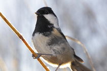Portrait of a Coal tit by Intensivelight Panorama-Edition