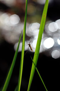 Gnat sitting on grass blades by Intensivelight Panorama-Edition
