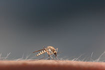 Mosquito drinking blood by Intensivelight Panorama-Edition