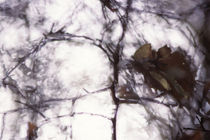Autumn twigs - abstract von Intensivelight Panorama-Edition