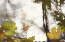 Blurry autumn leaves von Intensivelight Panorama-Edition