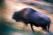 Running bison von Intensivelight Panorama-Edition