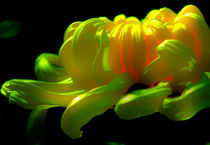 CHrizantemum -WONDERFUIL FLOWRES  FROM JAPANE by Maks Erlikh