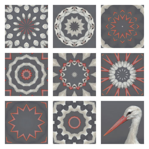 Storch-collage