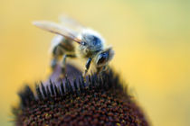 fleißige Biene  von Bastian  Kienitz