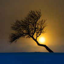 Birch tree at sunset by Mikael Svensson