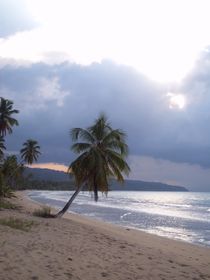 Sunset Tropical Palms von Tricia Rabanal