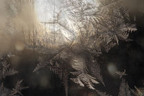 Forest at sunset seen through frost covered window by Intensivelight Panorama-Edition