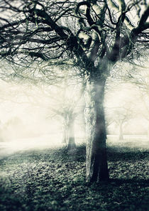 Trees in the Mist by Sybille Sterk