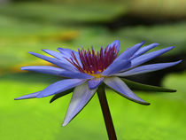 Blaue Seerose (nymphea) von Dagmar Laimgruber