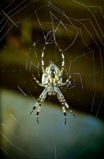 Spinne im Netz by Gina Koch