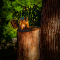 Balboa Park Squirrel by Chris Lord