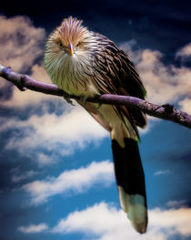 Brazilian Guira Cuckoo II by Chris Lord