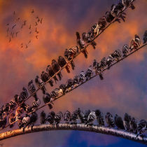 Pigeon Gangs by Chris Lord