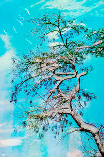 A Tree In Winter von Chris Lord