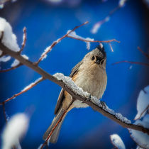 Tufted Titmouse by Chris Lord