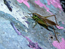 Heuschrecke auf Graffiti-Wand (grasshopper and colorfull wall) von Dagmar Laimgruber