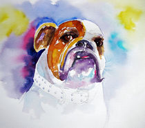 Bulldogge von acrylics