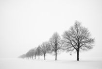 Baumreihe im Winter bei viel Schnee im Schönbuch von Matthias Hauser