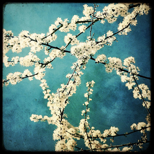 Spring-bloom-bis