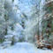 Winter-forest-way
