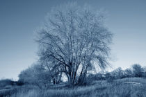 Winterbaum von Bastian  Kienitz