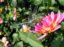 Libelle (dragonfly) auf Dahlie von Dagmar Laimgruber