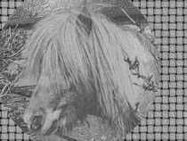 Pony monochrome by tiaeitsch