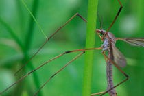 Portrait of a True Cranefly by Intensivelight Panorama-Edition